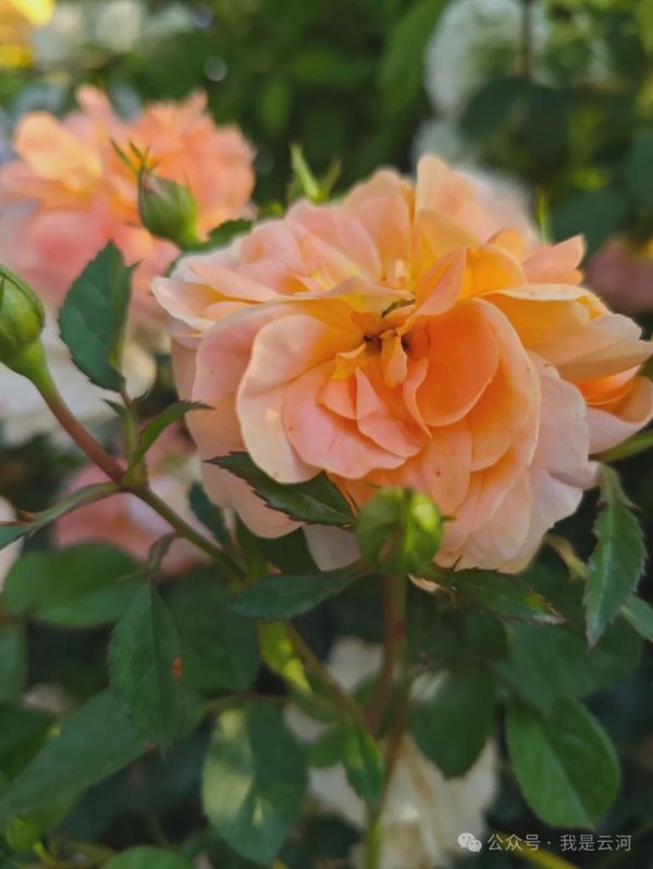 恒运资本配资 老乡“能把老家糟蹋得破烂不堪，却把上海建设得光鲜亮丽” ？